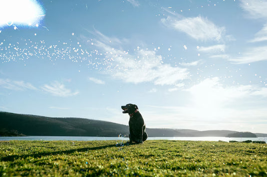 Pet Ash Scattering Ceremony